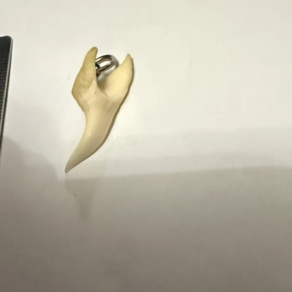 Cream shark tooth Pendant - Picture 3 of 4